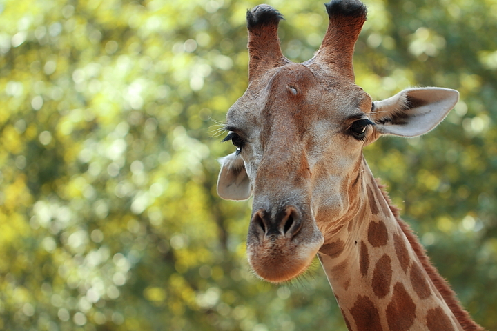 【广州动物园之长颈鹿摄影图片】广州动物园生