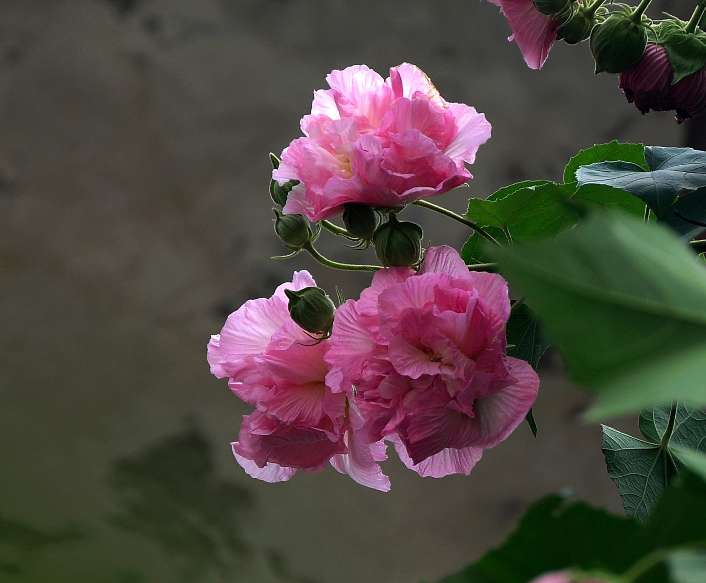 盛开的芙蓉花风景图片桌面壁纸_植物图片_素材吧