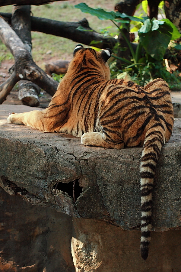 广州动物园之老虎