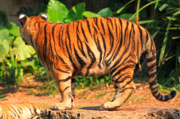 【广州动物园的老虎也有点虎威摄影图片】广州