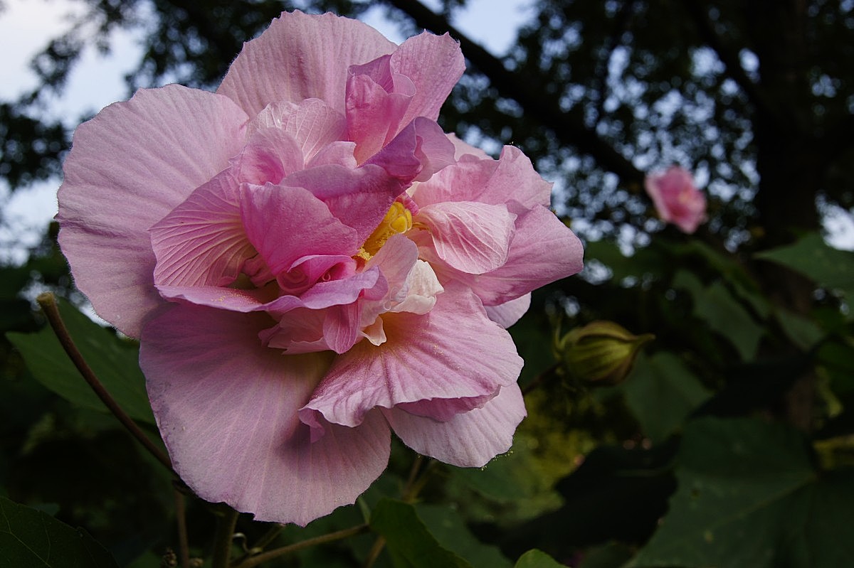 芙蓉花