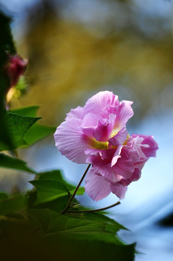 芙蓉花