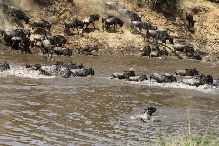 【肯尼亚之角马过河摄影图片】肯尼亚马赛马拉