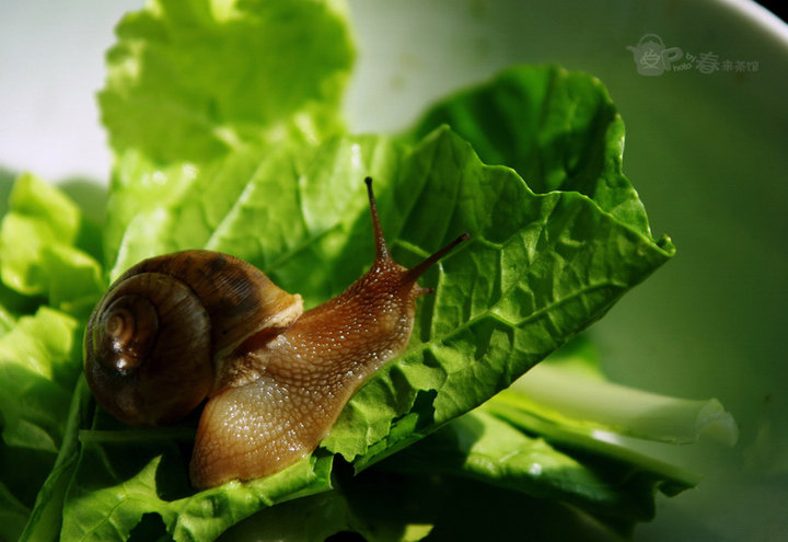 【蜗居--《我很牛》续集摄影图片】室内生态摄