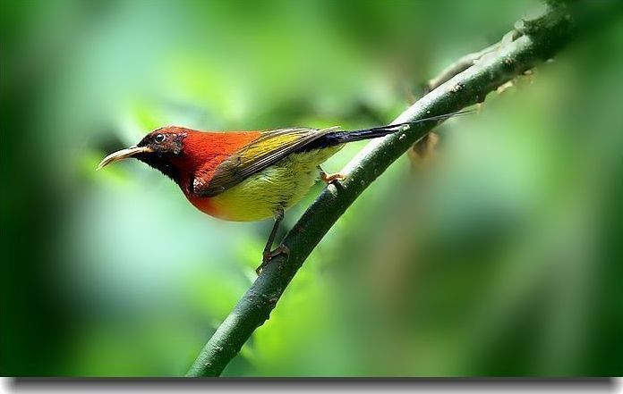 【大自然的奥秘-太阳鸟摄影图片】世园会鸟语