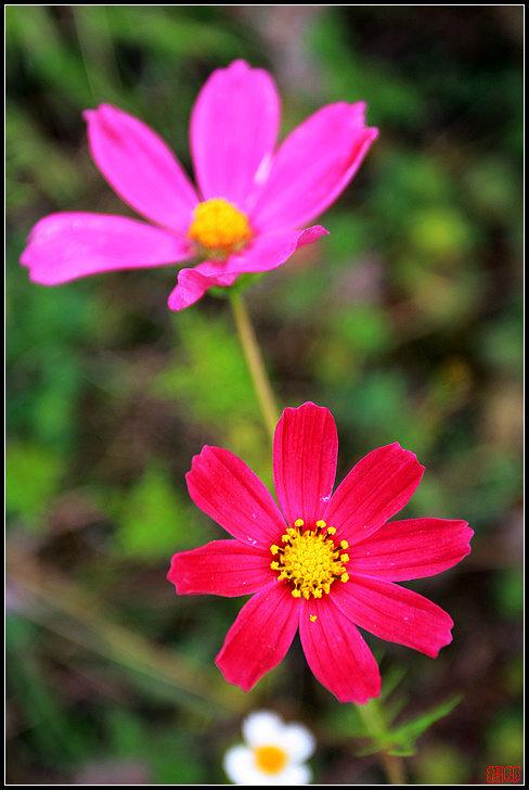 2011国庆の花花草草
