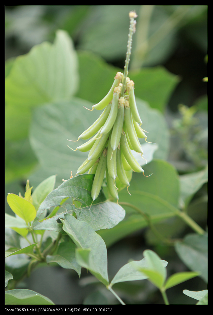 【花、草、虫摄影图片】英德九龙镇生态摄影_