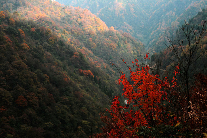 光雾山风光陈家山秋意