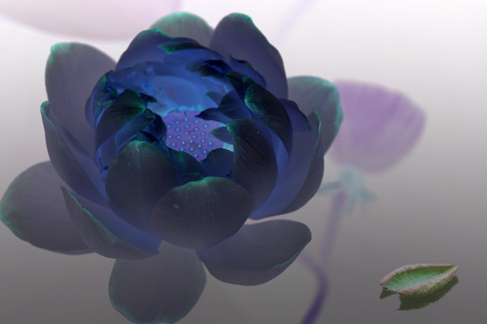 【那时荷花摄影图片】菏泽曹州牡丹园生态摄影