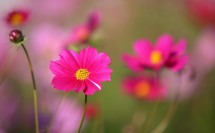 格桑花特写