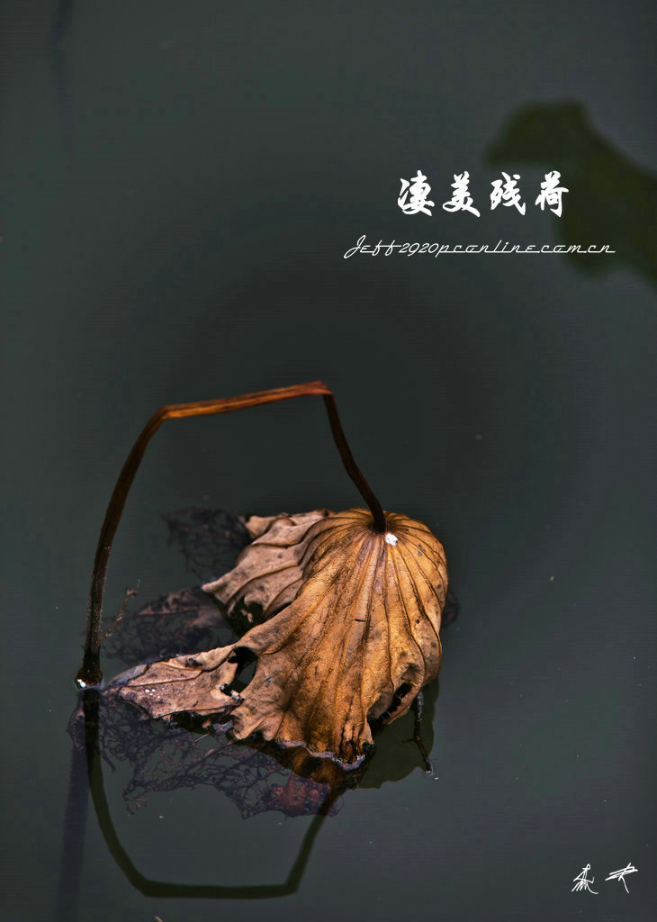 凄美残荷