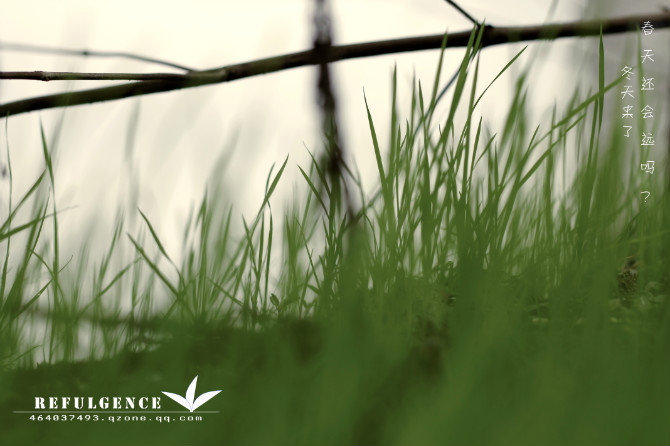 【冬天来了 春天还会远吗?摄影图片】楼顶生态