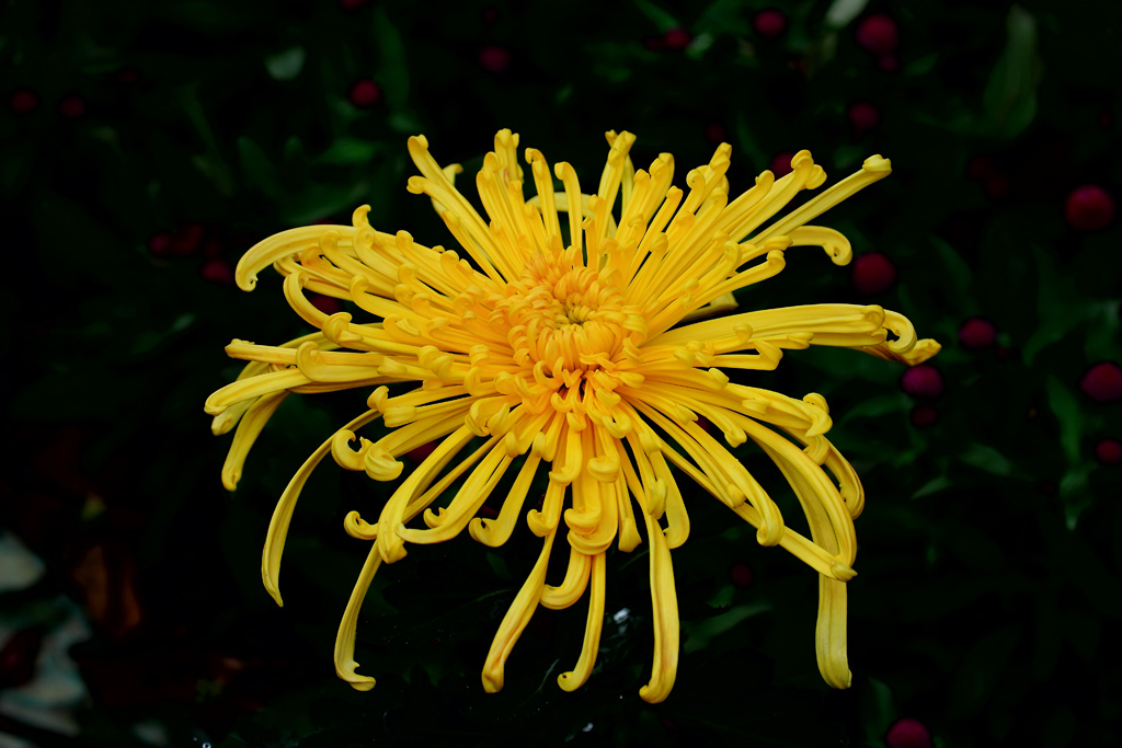 菊花
