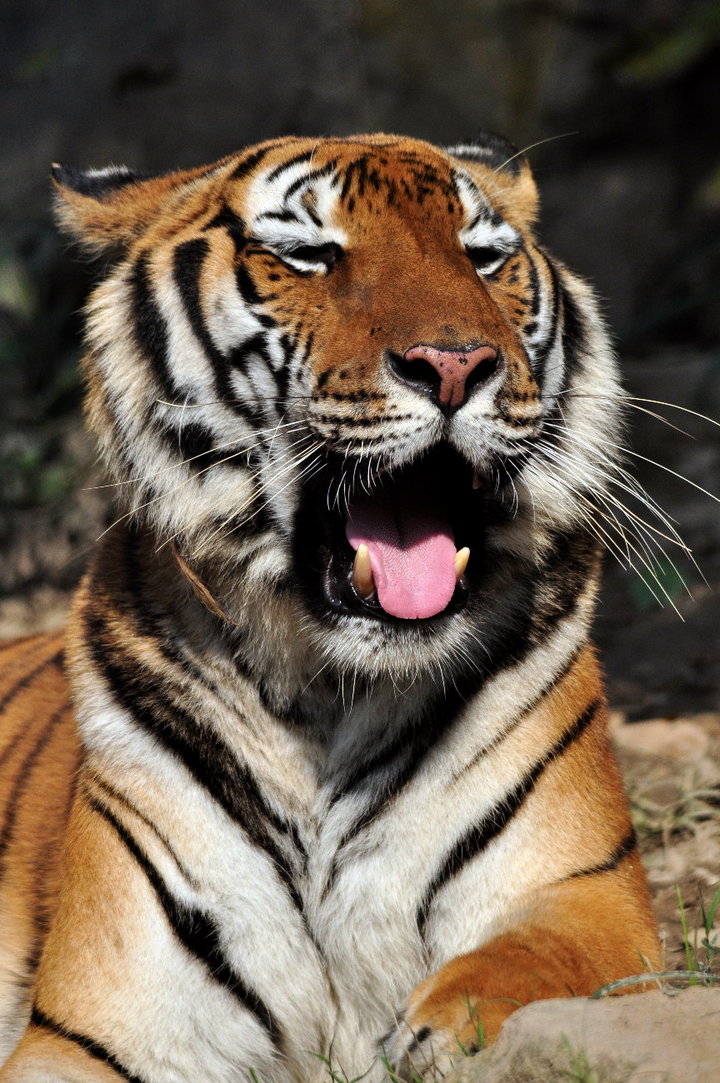 【动物世界--东北虎摄影图片】上海动物园生态