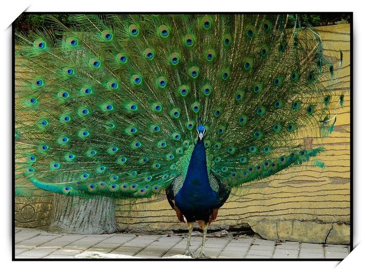 【美丽的孔雀开屏摄影图片】红叶谷生态摄影_齐鲁风