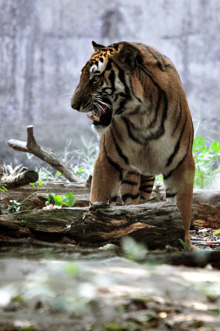 【动物世界--东北虎摄影图片】上海动物园生态
