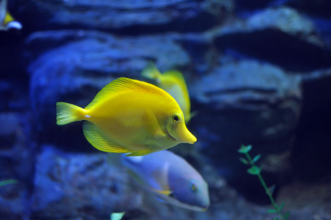 水族の珊瑚鱼