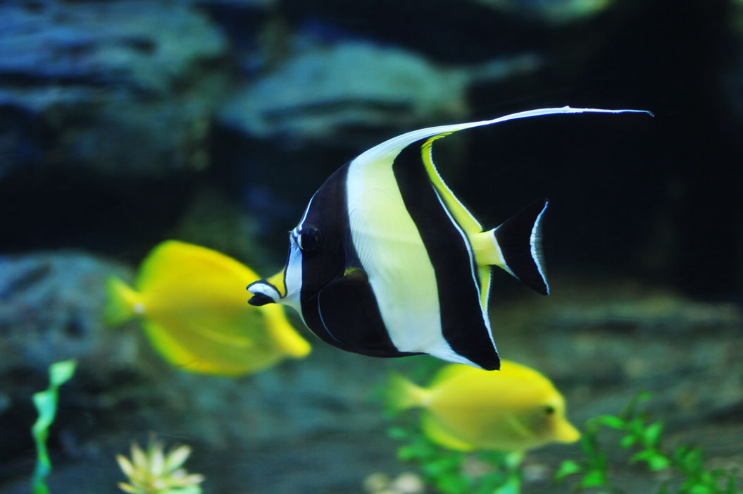 水族の珊瑚鱼