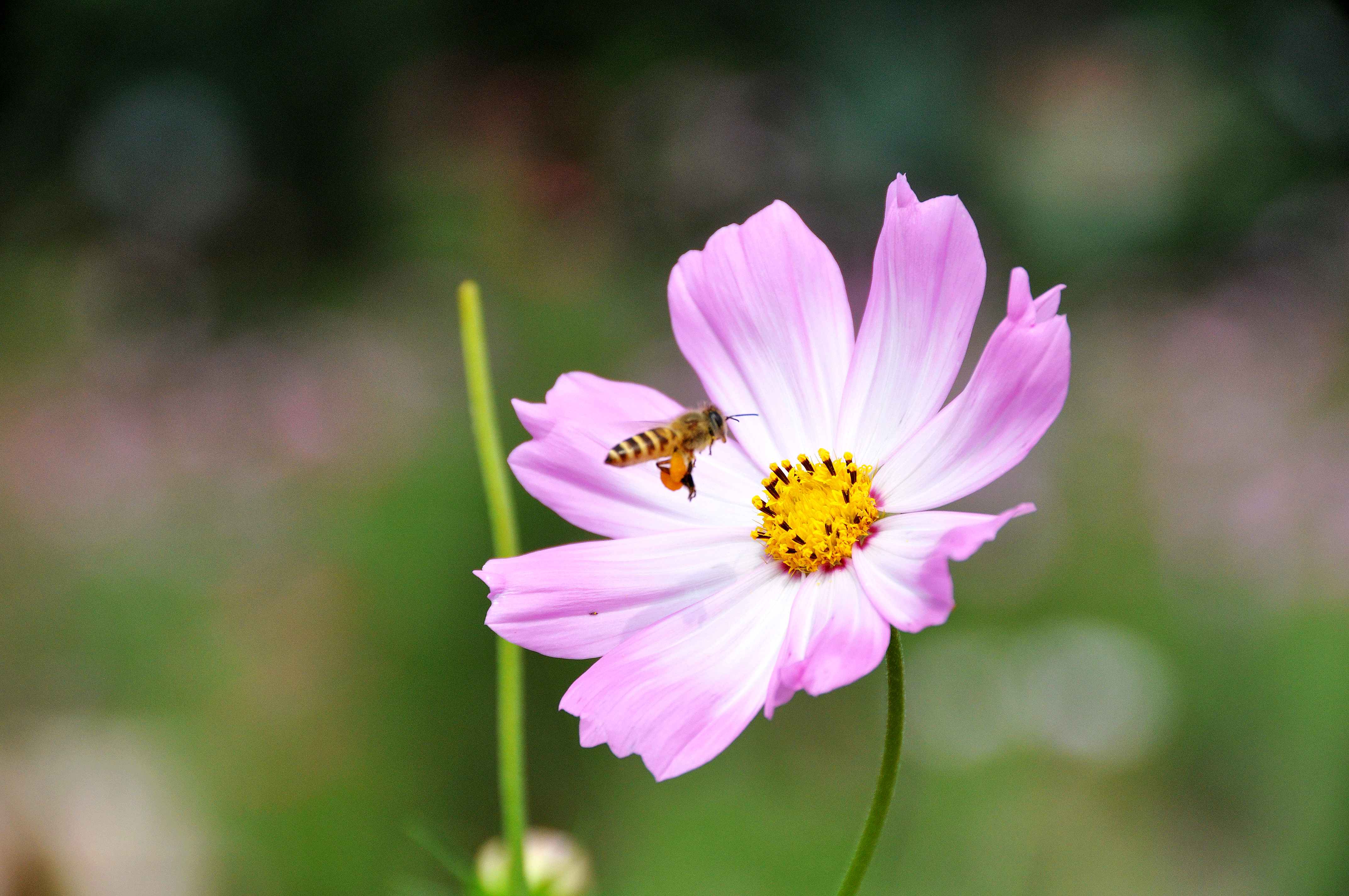 【采花粉的蜜蜂摄影图片】厦门同安丽田园生态