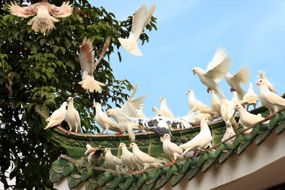 【公园的鸽子摄影图片】中山名树园生活摄影_中山马龙摄影博客_太平洋