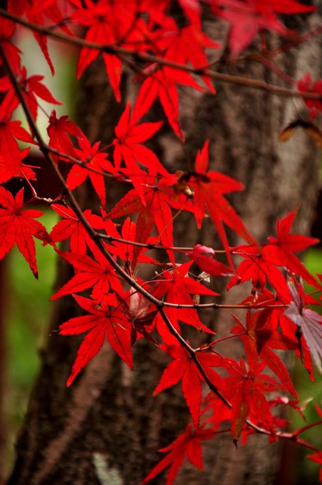 【日本关西红叶摄影图片】京都奈良大阪风光旅