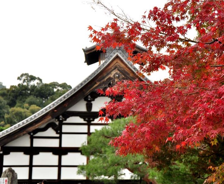 【日本关西红叶摄影图片】京都奈良大阪风光摄