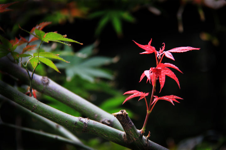 【红枫叶摄影图片】常州,红梅公园生态摄影