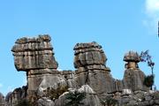 Stone forest