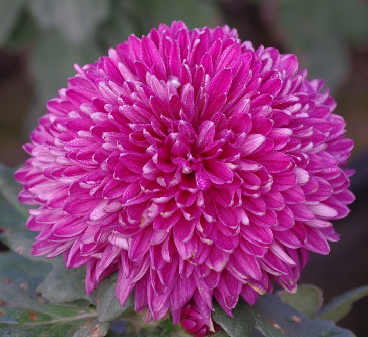 菊花