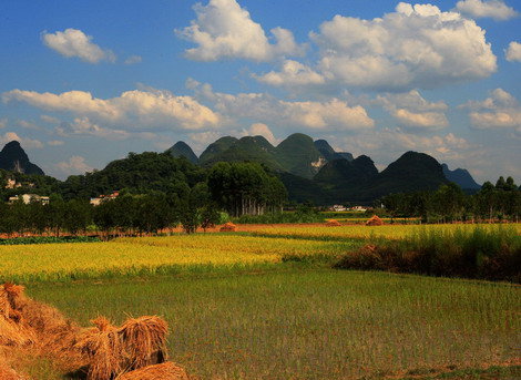 【八月桂林郊野田园的色彩摄影图片】桂林生态