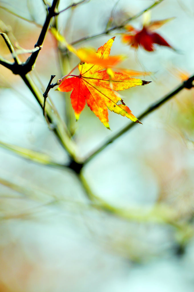 【片片枫叶情摄影图片】松江公园生态摄影