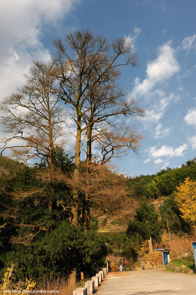 村南村北鹁鸪声