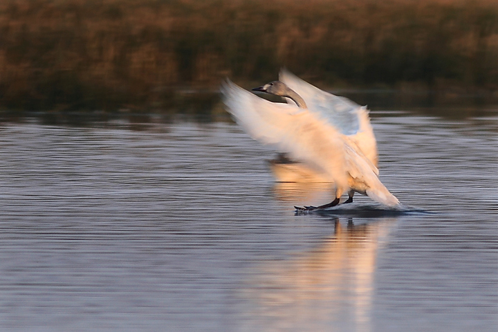 【急刹车摄影图片】九江东湖生态摄影