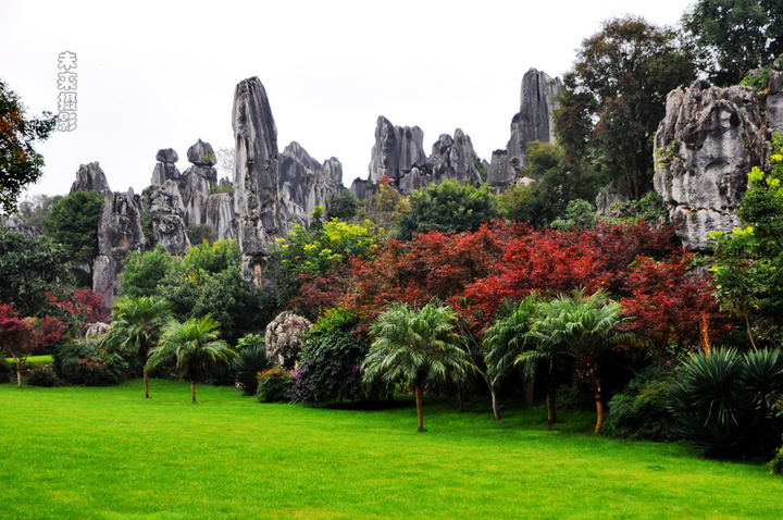石林好风景