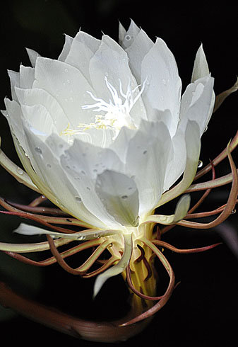 昙花之美