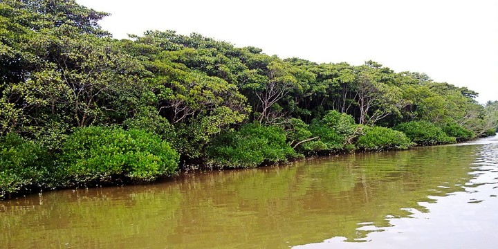 海口红树林