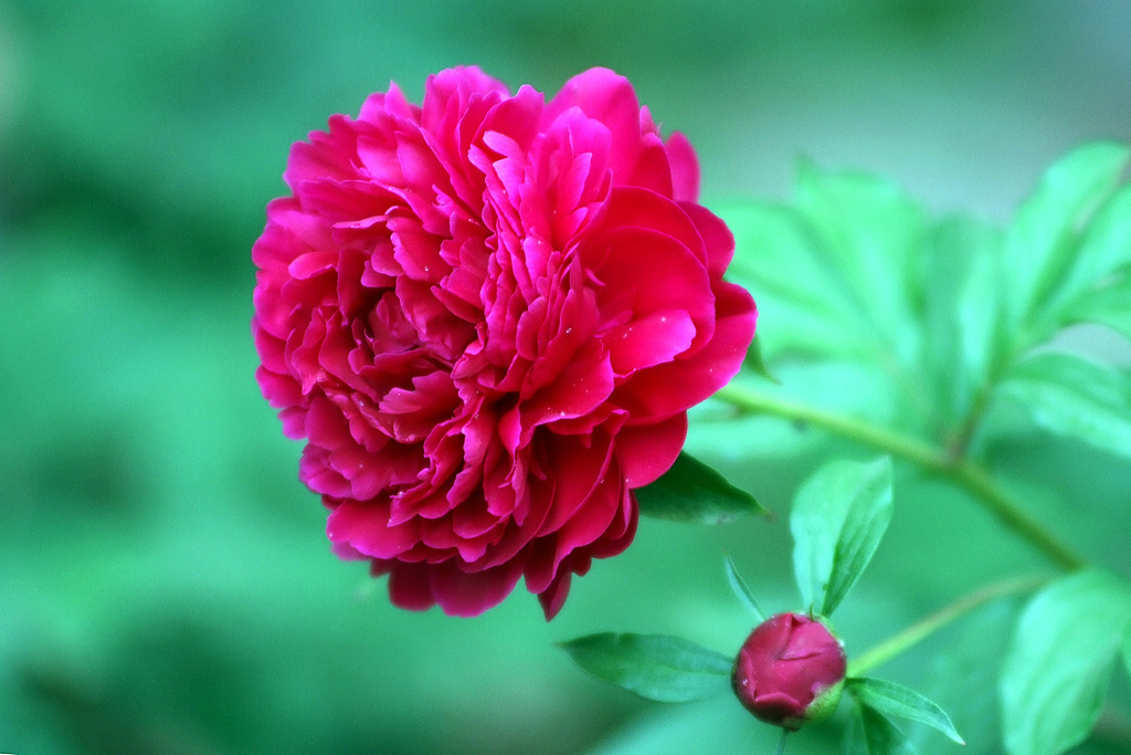 【芍药】
