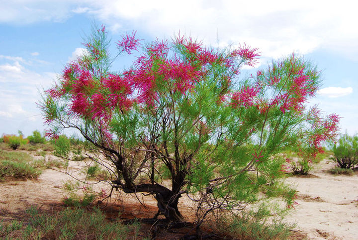 新疆戈壁沙漠百年红柳神貌美如盆景花开