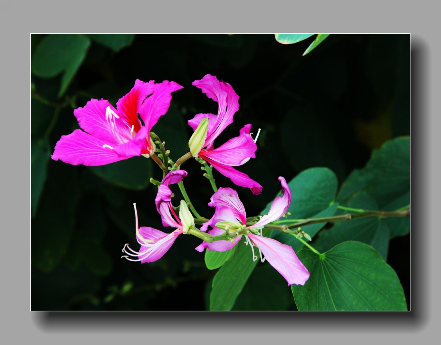 【绚丽的紫金花摄影图片】生态摄影_高原的博客_太平洋电脑网摄影部落