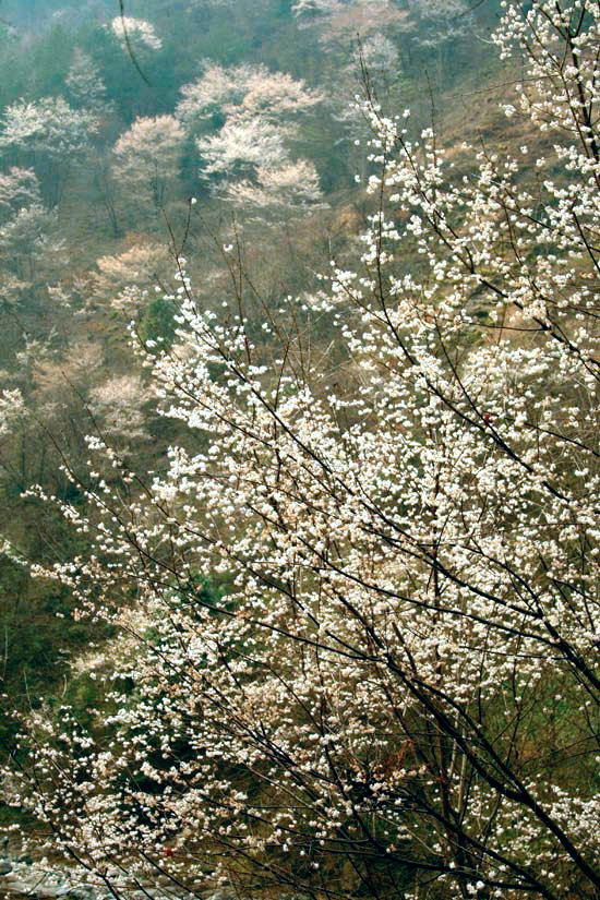 野樱桃花