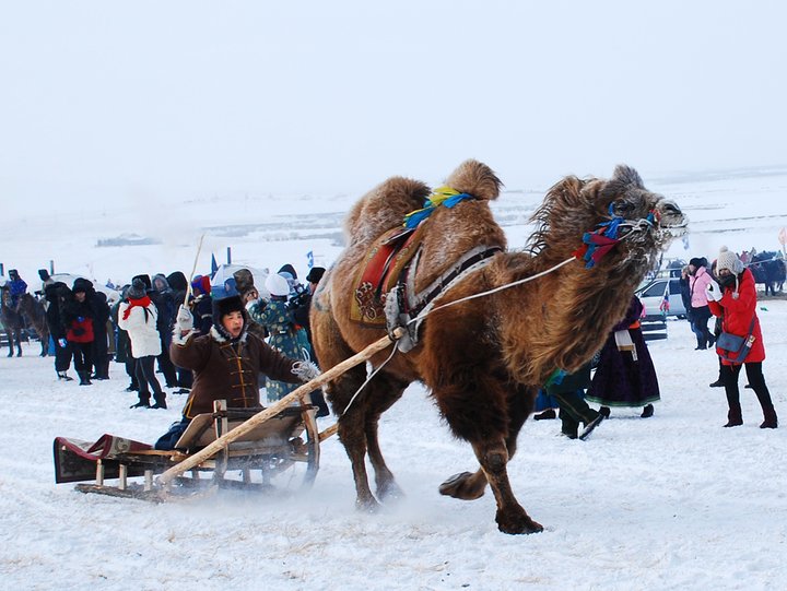 呼伦贝尔冰雪那达慕采风(四)赛骆驼和骆驼爬犁.