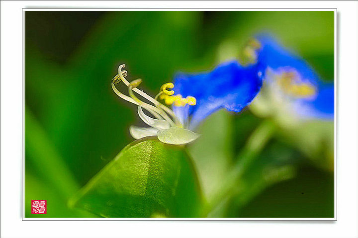 【素雅美丽的兰花花】