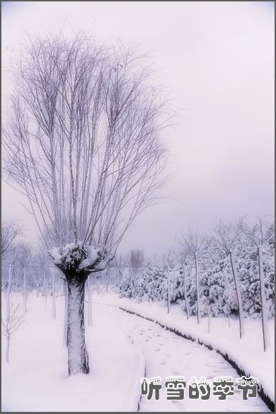 胜溪湖·听雪的季节 (共 14 p)