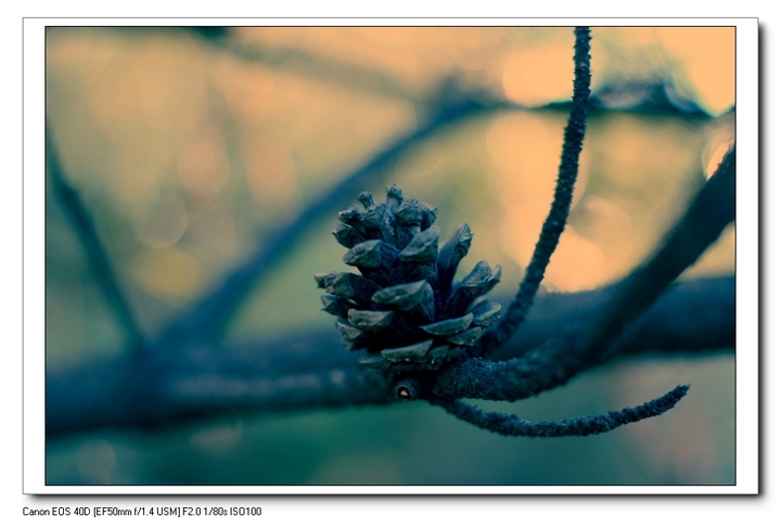 佳能50mm f1.4镜头作品