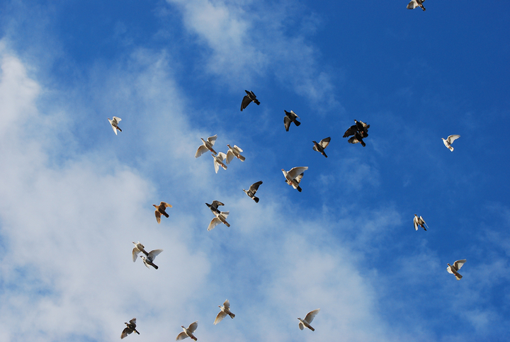 【鸽子在蓝天自由的飞翔摄影图片】昌吉纪实摄