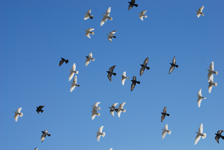 【鸽子在蓝天自由的飞翔摄影图片】昌吉纪实摄