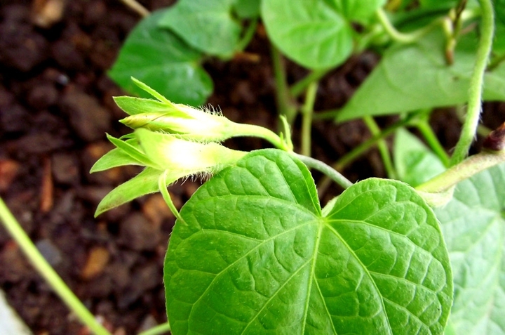 秋末一组牵牛花(共 11 p)