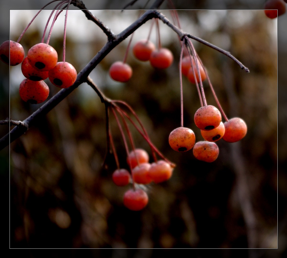 【高清图】阳光下的红果子-中关村在线摄影论坛