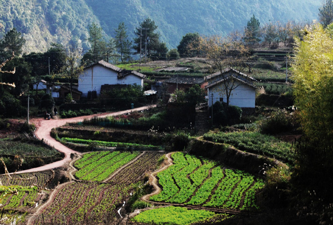 南方冬天的山野(丽水山区采景1)