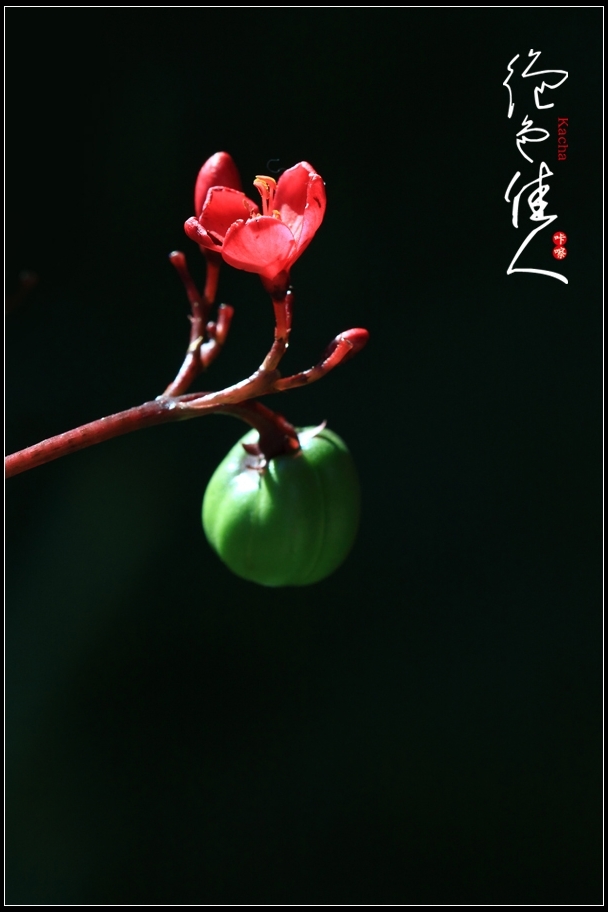 红花